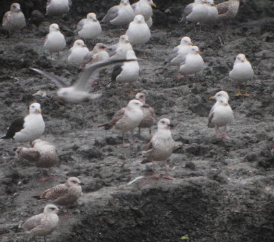 Caspian Gull (Larus cachinnans)