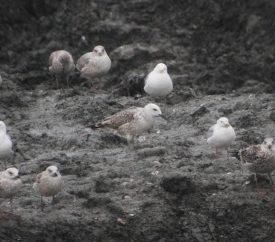 Caspian Gull (Larus cachinnans)