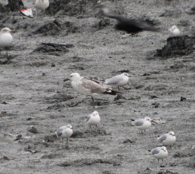 caspian_gull_cambs