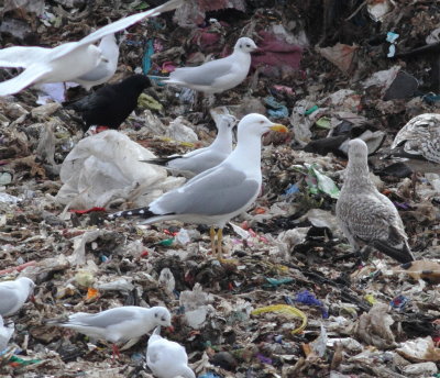Yellow-legged Gull (Larus michahellis)