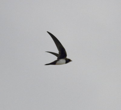 Alpine Swift (Apus melba).