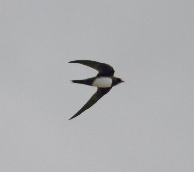 Alpine Swift (Apus melba).