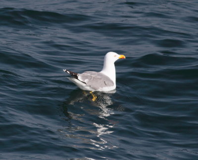 Yellow-leged Gull (Larus michahelils)
