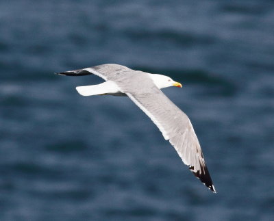 Yellow-leged Gull (Larus michahelils)
