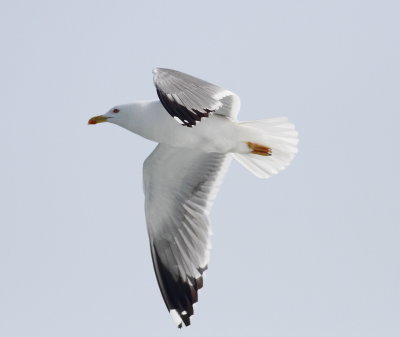 Yellow-leged Gull (Larus michahelils)