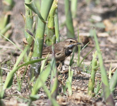 Bluethroat (Luscinia svecica)