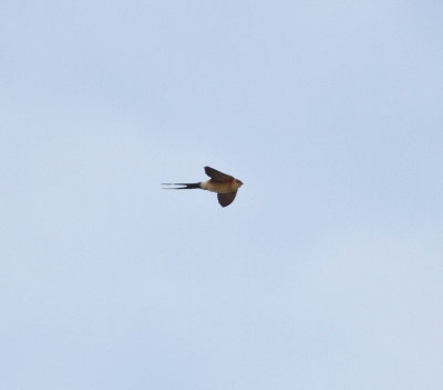 Red-rumped swallow (Cecropis daurica).jpg