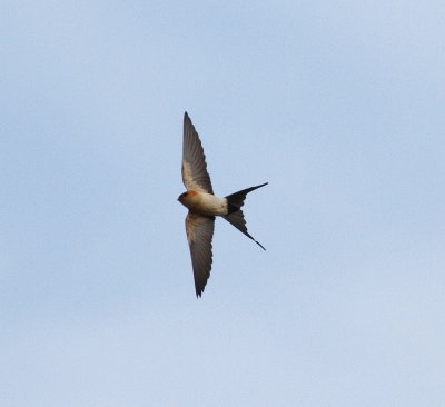 Red-rumped swallow 2 (Cecropis daurica).jpg