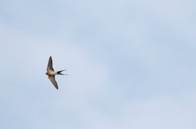 Red-rumped swallow 3 (Cecropis daurica).jpg