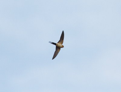 Red-rumped swallow 4 (Cecropis daurica).jpg