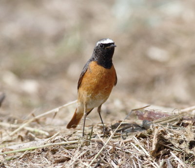 Redstart (Phoenicurus phoenicurus)