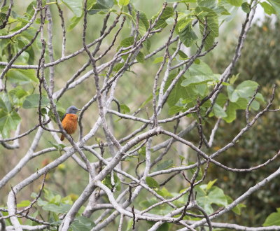 Rock thrush (Monticola saxatilis)
