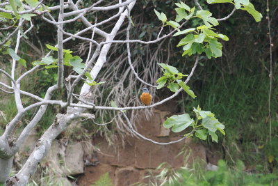 Rock thrush (Monticola saxatilis)