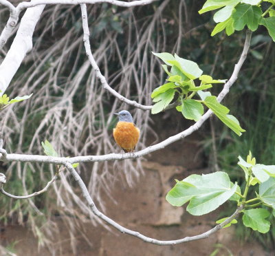 Rock thrush (Monticola saxatilis)