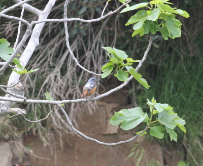 Rock thrush (Monticola saxatilis)