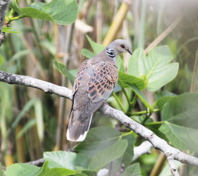 Turtle Dove (Streptopelia tutur)