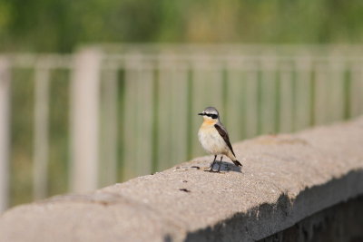 Wheatear (Oenanthe oenanthe)
