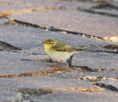 Wood warbler (Phlylloscopus sibilatrix).