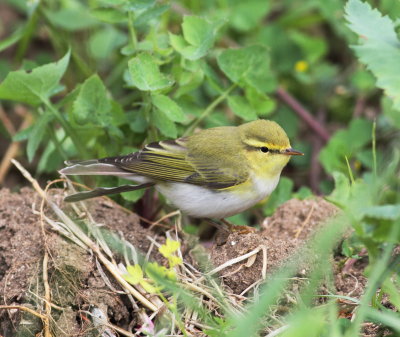 Wood warbler (Phlylloscopus sibilatrix).