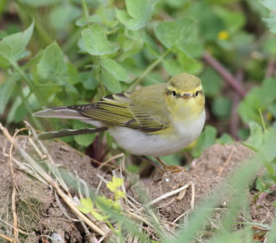 Wood warbler (Phlylloscopus sibilatrix).