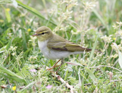 Wood warbler (Phlylloscopus sibilatrix).