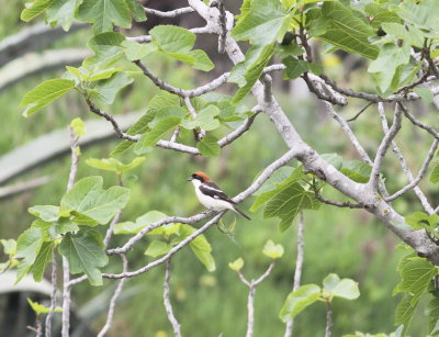 Woodchat Shrike (lanius senator)