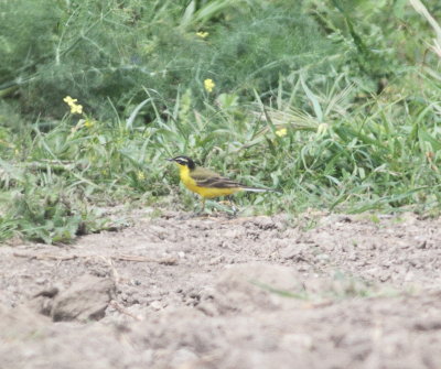 Yellow wagtail (Motacilla flava (superciliaris))