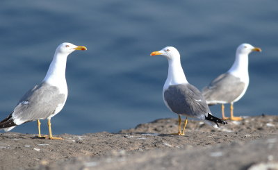 Yellow-legged Gull (Larus michahelis)
