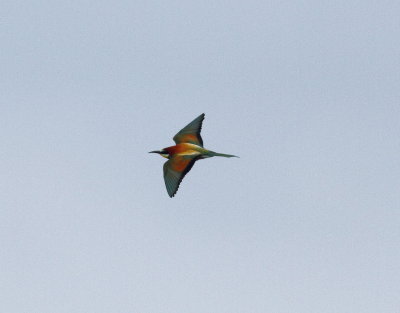 Bee-eater (Merops apiaster)