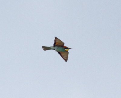 Bee-eater (Merops apiaster)