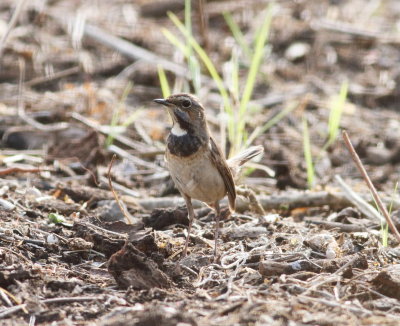 Bluethroat (Luscinia svecica)