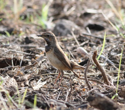 Bluethroat (Luscinia svecica)