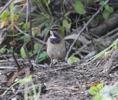 Bluethroat (Luscinia svecica)