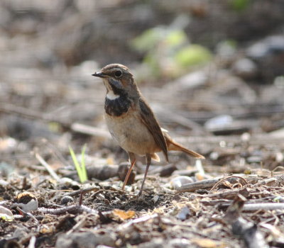 Bluethroat (Luscinia svecica)