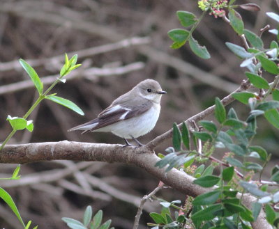 Collared Flycatcher (Ficedula albicollis)