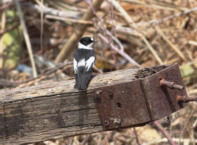 Collared Flycatcher (Ficedula albicollis)
