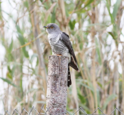 Cuckoo (Cuculus canoras)