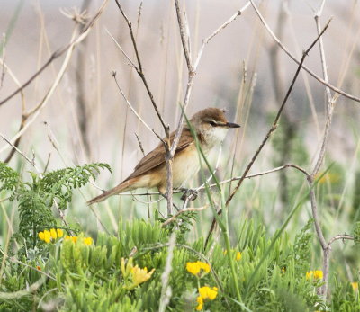 great_reed_warbler