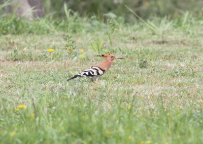 Hoopoe (Upupa epops)