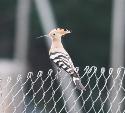Hoopoe (Upupa epops)
