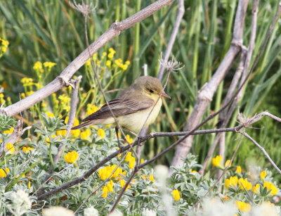 Icterine Warbler (Hippolais icterina)