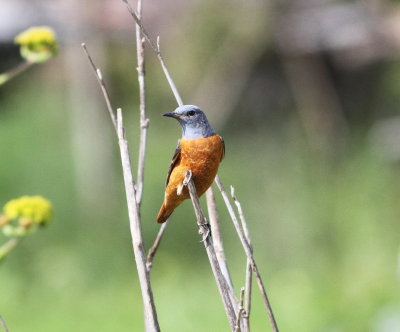 Rock Thrush (Monticola saxatilis)