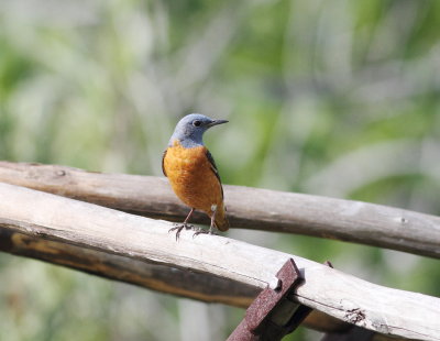 Rock Thrush (Monticola saxatilis)