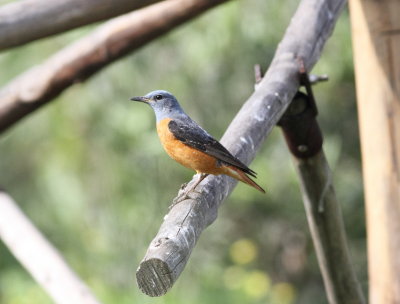 Rock Thrush (Monticola saxatilis)