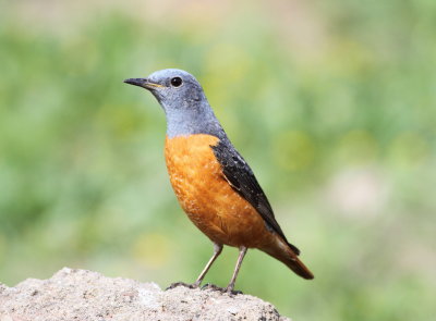 Rock Thrush (Monticola saxatilis)
