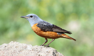 Rock Thrush (Monticola saxatilis)