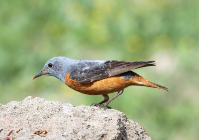 Rock Thrush (Monticola saxatilis)