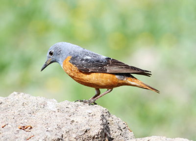 Rock Thrush (Monticola saxatilis)