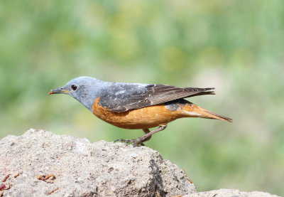 Rock Thrush (Monticola saxatilis)