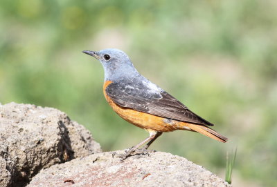 Rock Thrush (Monticola saxatilis)